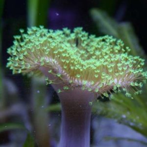 Green Toad Stool